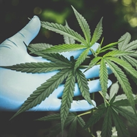 Cannabis bei MS – was ändert das neue Gesetz?