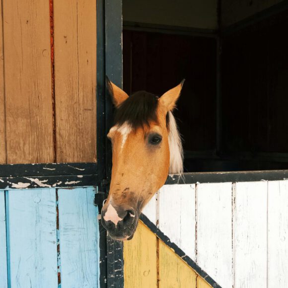 Hippotherapie-Studie sucht nochmals Teilnehmende