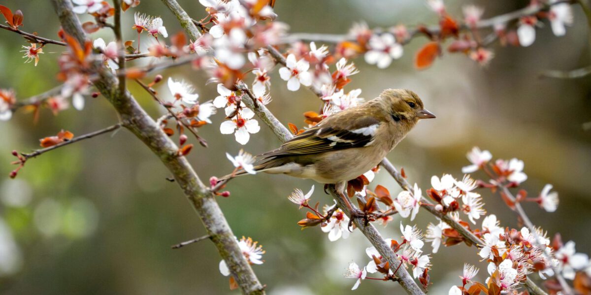 pexels-olympus-36428313